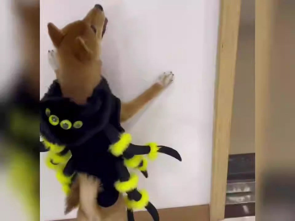 New pet cat spider transformation costume cosplay dog Halloween funny dog costume dress up