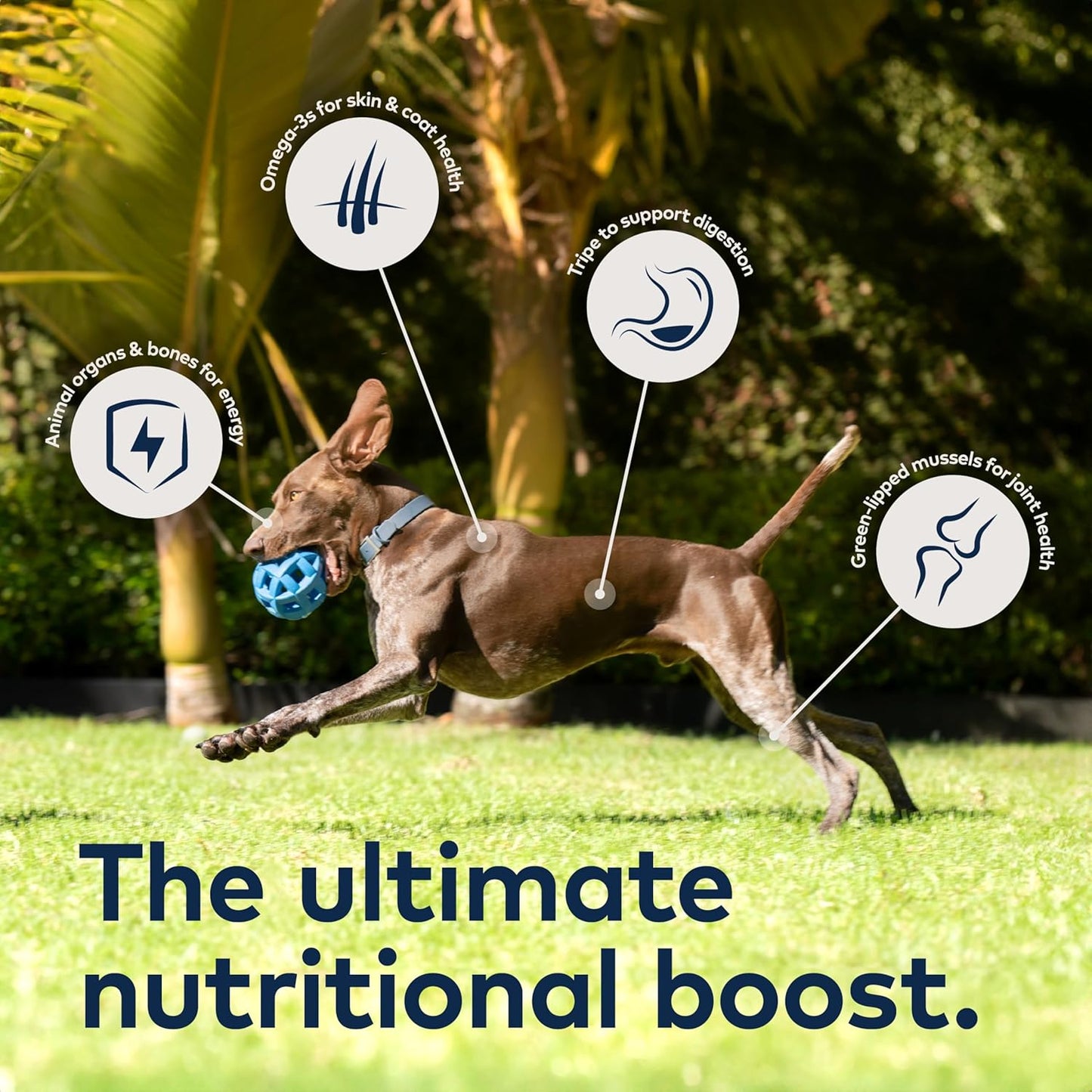Peak Air-Dried Dog Food – Beef - ZIWI Peak