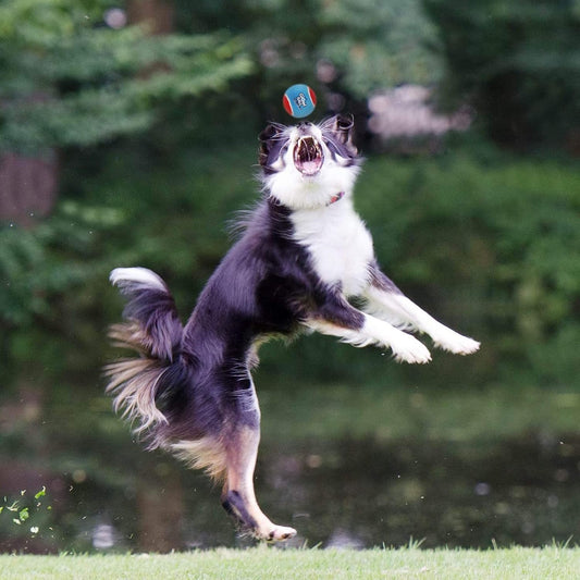 Gigwi Tennis Balls for Dogs, Squeaky Dog Tennis Balls for Exercise, High Bouncy Dog Balls Bright Colors 2.5 Inches, Interactive Funny Dog Toys for All Breeds of Dogs Indoor & Outdoor Dog Games, 3 Pack