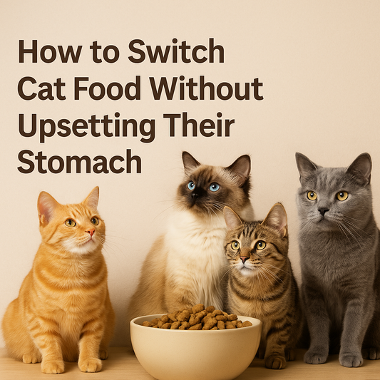 🐱 How to Switch Cat Food Without Upsetting Their Stomach