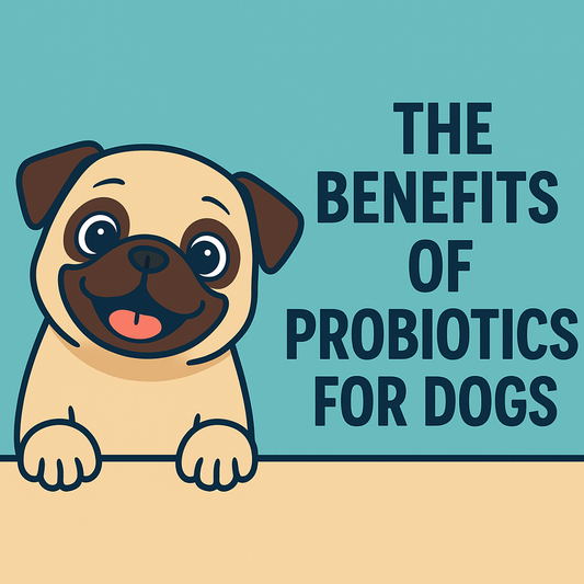 🦴 The Benefits of Probiotics for Dogs