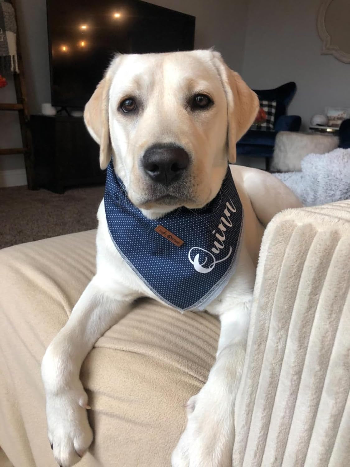 Lionet Paws Dog Bandana for Small Medium Large Dogs, Cat Kerchief Blue DOIT, Triangle Bibs Scarf for Girl or Boy