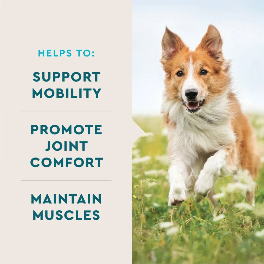 (3 Pack)  Hip & Joint Supplement for Dogs, Chicken Flavored Soft Chews, 7.4 Oz